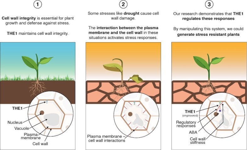 Summary figure PNAS